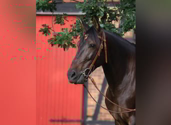 Cruzado, Mare, 8 years, 15.3 hh, Bay-Dark