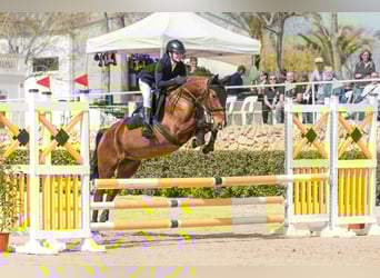 Cruzado, Mare, 8 years, 15 hh, Brown-Light