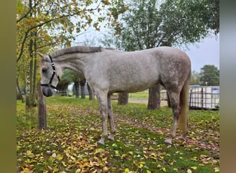 Cruzado Mix, Mare, 8 years, 15 hh, Grey-Dapple