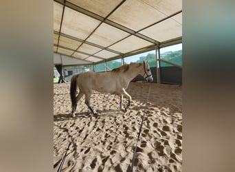Cruzado, Mare, 8 years, 15 hh, Grey