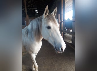 Cruzado, Mare, 8 years, 15,1 hh, Buckskin