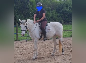 Cruzado, Mare, 8 years, 15,1 hh, Buckskin