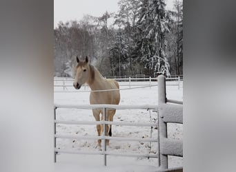 Cruzado, Mare, 8 years, 15,1 hh, Buckskin