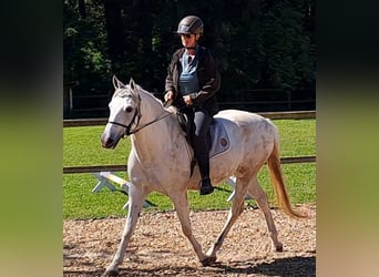 Cruzado, Mare, 8 years, 15,1 hh, Buckskin