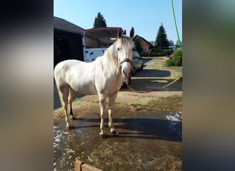 Cruzado, Mare, 8 years, 15,1 hh, Buckskin