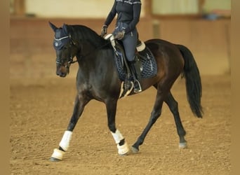 Cruzado, Mare, 8 years, 15,2 hh