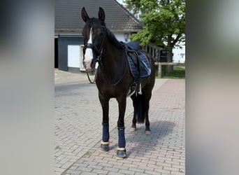 Cruzado, Mare, 8 years, 15,2 hh, Rabicano