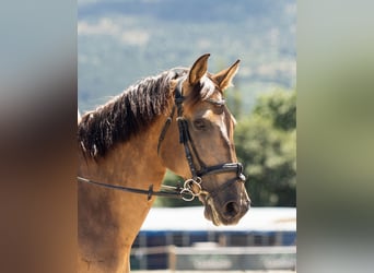Cruzado, Mare, 9 years, 14.2 hh, Dun