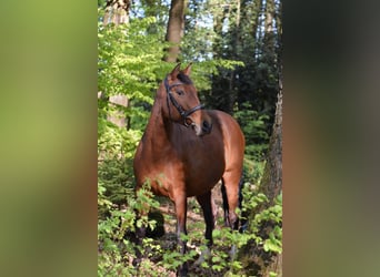 Cruzado, Mare, 9 years, 15.1 hh, Brown