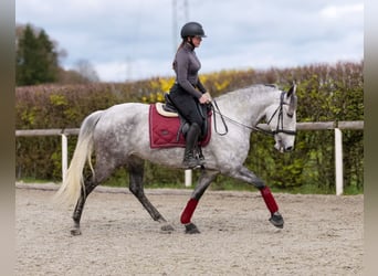 Cruzado, Mare, 9 years, 15.1 hh, Grey-Fleabitten