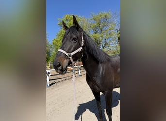 Cruzado, Mare, 9 years, 15.2 hh, Bay-Dark