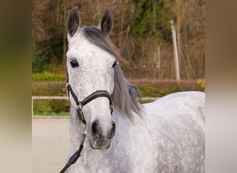 Cruzado, Mare, 9 years, 15,1 hh, Grey-Fleabitten