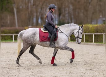 Cruzado, Mare, 9 years, 15,1 hh, Grey-Fleabitten