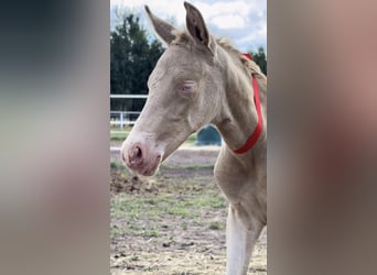 Cruzado, Mare, Foal (02/2026), 15.2 hh, Perlino