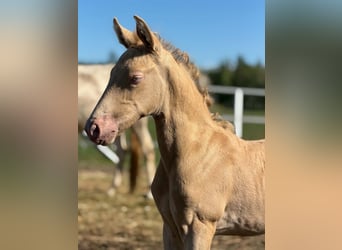 Cruzado, Mare, Foal (02/2026), 15.2 hh, Perlino