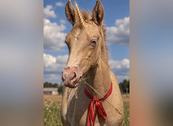 Cruzado, Mare, Foal (02/2026), 15.2 hh, Perlino