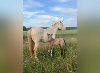 Cruzado, Mare, , 15 hh, Gray