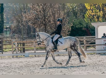 Cruzado, Merrie, 10 Jaar, 149 cm, Schimmel