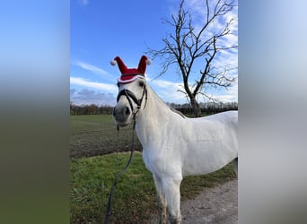 Cruzado, Merrie, 10 Jaar, 158 cm, Schimmel