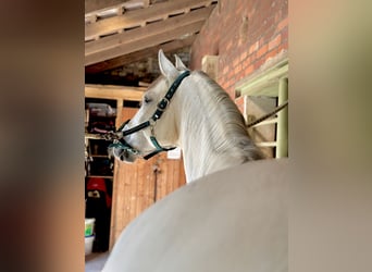 Cruzado, Merrie, 10 Jaar, 158 cm, Schimmel