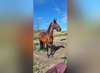 Cruzado, Merrie, 10 Jaar, 160 cm, Bruin