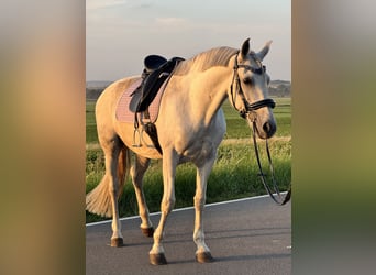 Cruzado, Merrie, 10 Jaar, 161 cm, Appelschimmel
