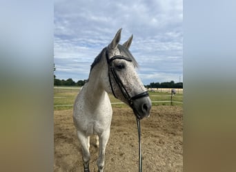 Cruzado Mix, Merrie, 10 Jaar, 166 cm, Vliegenschimmel