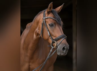 Cruzado, Merrie, 11 Jaar, 155 cm, Bruin