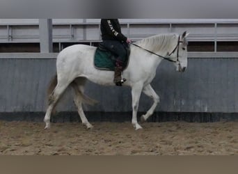 Cruzado, Merrie, 11 Jaar, 162 cm, Schimmel