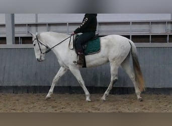 Cruzado, Merrie, 11 Jaar, 162 cm, Schimmel