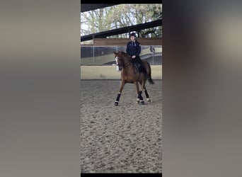 Cruzado, Merrie, 12 Jaar, 174 cm, Vos