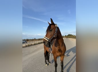 Cruzado, Merrie, 13 Jaar, 153 cm, Bruin