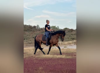 Cruzado, Merrie, 13 Jaar, 153 cm, Bruin