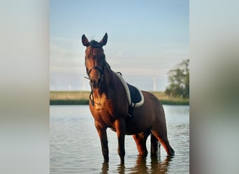 Cruzado, Merrie, 13 Jaar, 153 cm, Bruin