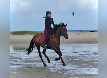 Cruzado, Merrie, 13 Jaar, 153 cm, Bruin