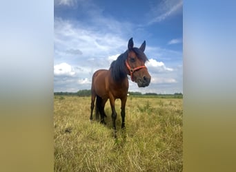 Cruzado, Merrie, 13 Jaar, 153 cm, Bruin