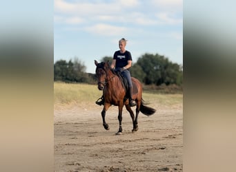 Cruzado, Merrie, 13 Jaar, 153 cm, Bruin