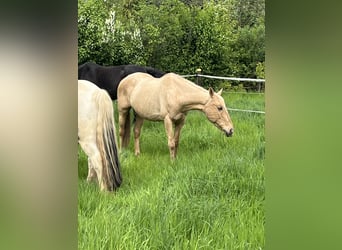 Cruzado, Merrie, 14 Jaar, 153 cm, Palomino