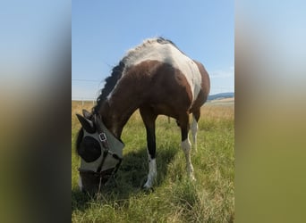 Cruzado, Merrie, 15 Jaar, 148 cm, Gevlekt-paard
