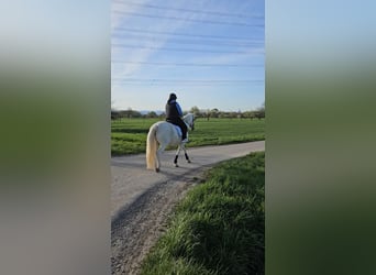 Cruzado, Merrie, 15 Jaar, 160 cm, Schimmel