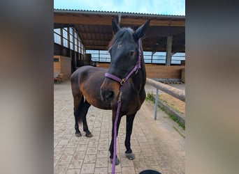 Cruzado, Merrie, 15 Jaar, 163 cm, Donkerbruin