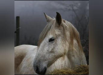 Cruzado, Merrie, 15 Jaar, 165 cm, Schimmel