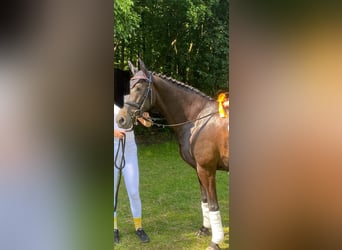 Cruzado, Merrie, 16 Jaar, 153 cm, Donkerbruin