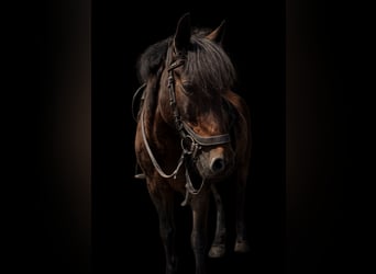 Cruzado, Merrie, 17 Jaar, 152 cm, Donkerbruin