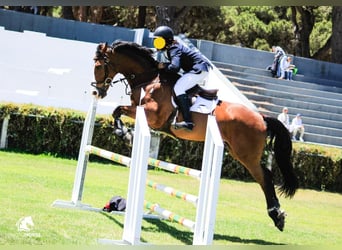 Cruzado, Merrie, 17 Jaar, 168 cm, Bruin