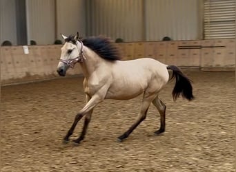 Cruzado, Merrie, 1 Jaar, 133 cm, Falbe