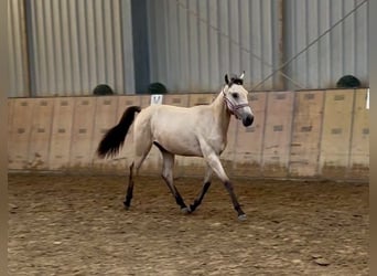 Cruzado, Merrie, 2 Jaar, 133 cm, Falbe