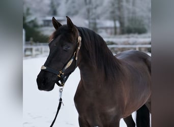 Cruzado, Merrie, 3 Jaar, 150 cm, Zwart