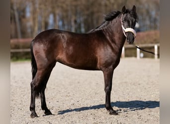Cruzado, Merrie, 3 Jaar, 150 cm, Zwart