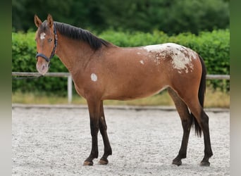 Cruzado, Merrie, 3 Jaar, 153 cm, Appaloosa